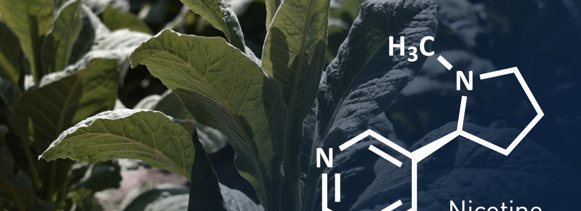 Thérapie de substitution à la nicotine