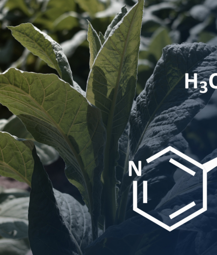 Thérapie de substitution à la nicotine