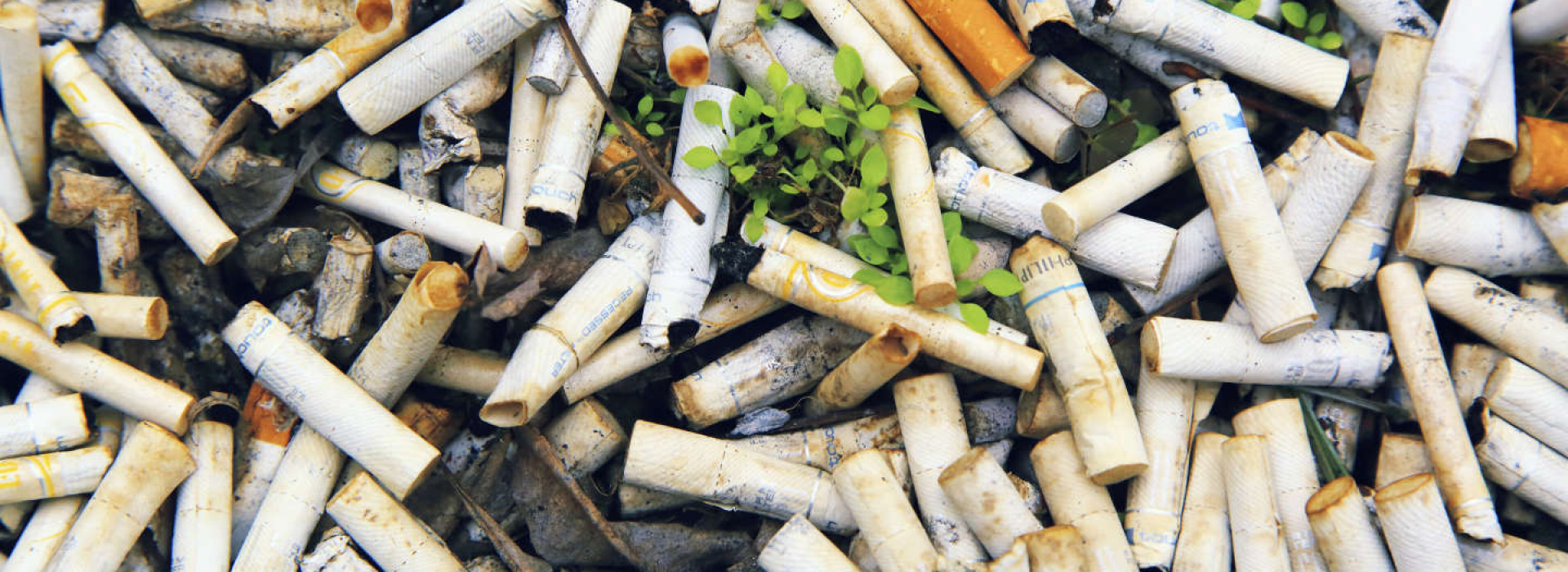 Conséquences socio-économiques et sanitaires